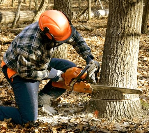Tree Removal in Hague, VA